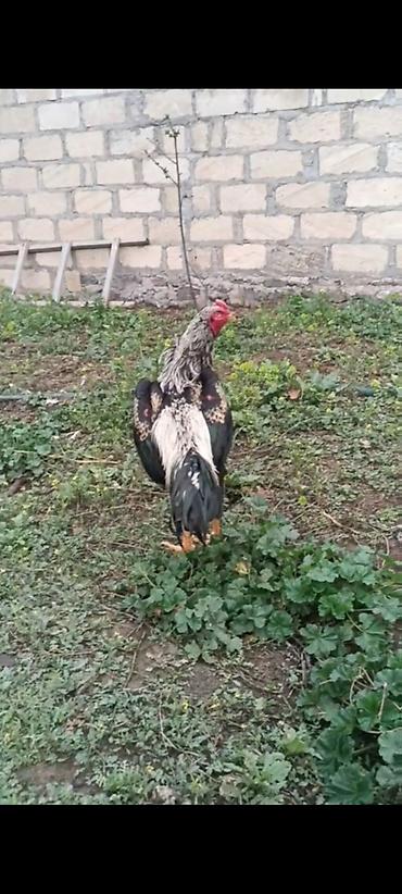 o şamo: 11 ayliq ata taylant ana mamba super qani olan heyvandi atasida — 4