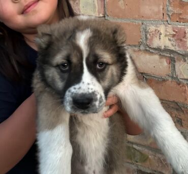 Продажа собак: Алабай, 2 месяца, Самка, С прививкой, С родословной
