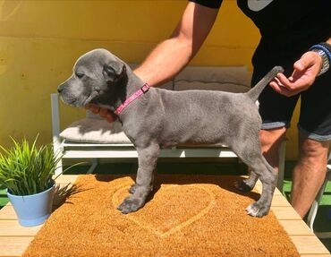 Psi: Cane corso, stenad 2 crne zenke i 2 sive zenke. Oštenjene 12.06.2025 na lalafo.rs — 14 Psi: Cane corso, stenad 2 crne zenke i 2 sive zenke. Oštenjene 12.06.2025 — 14