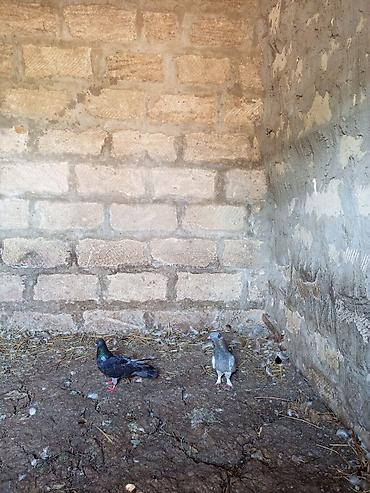 mor rəng: Salam. Hamısı tam sağlam heyvanlardır. Tutulma falan deyil. Hamısı — 4