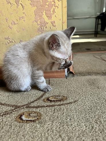 Продажа кошек: Котята с серебристым окрасом и голубыми глазами. Мальчик и девочка — 3