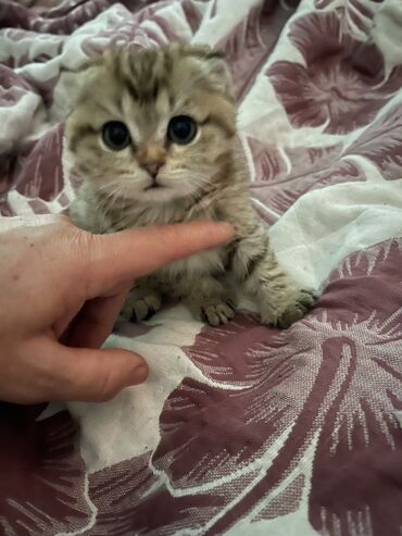 коти: Девочка 1.5 месяца К лотку приучена