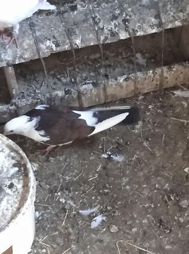 göyərçin şəkli: Salam Göyərçinlər Kom satılır,tək tək fərqli olacaq qiyməti. Yarisi — 9