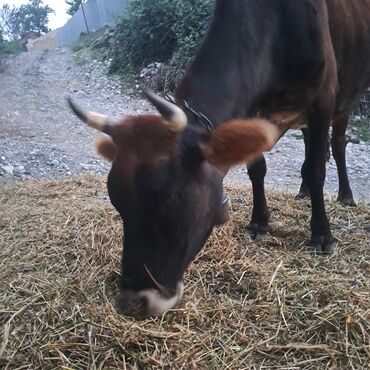 Inəklər, öküzlər: Salam öz inəyimdi yanındada balası bir yerdə satılır alverci deyiləm — 2