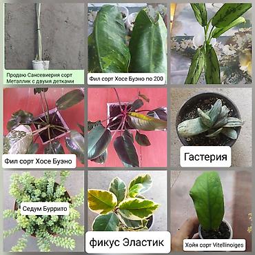 Другие комнатные растения: Продаю цветы — 1