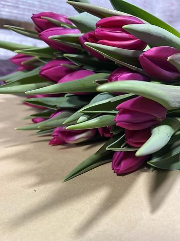 Теплицы: 🌷 Тюльпаны на продажу! Свежие, качественные, выращиваем сами. С — 7