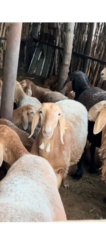 Бараны, овцы: Продаю | Баран (самец) | Арашан | Для разведения | Котные