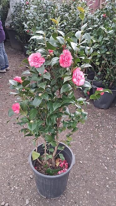 xarı bülbül gülü: Kamelya (Camellia japonica) – dekorativ həmişəyaşıl kol, qida dolu — 1