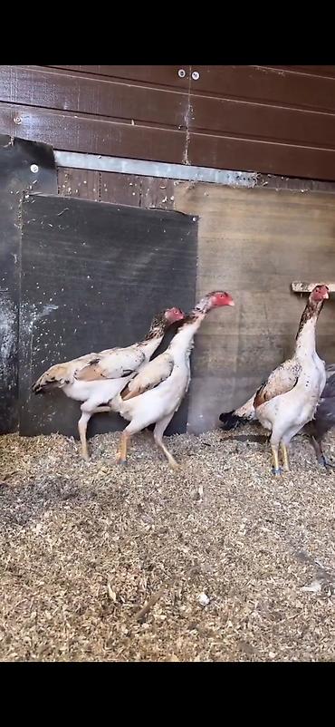 Toyuqlar: Toyuq, Damazlıq — 4