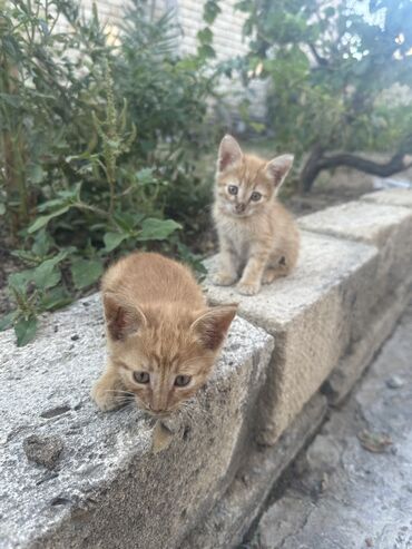 ən şirin pişiklər: Erkək, Dişi, Yaxşı əllərə, Ünvandan götürmə