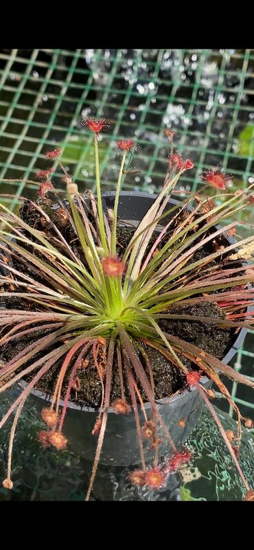 Drosera paradoxa je vrsta mesožderke iz porodice rosulja, poznata po