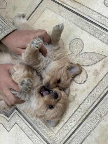 İtlər: Pekines, 3 ay, Dişi, Peyvəndli — 1