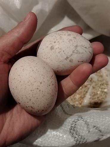 hinduşka qiyməti: Salam. Yerli hindüşqa yumurtası satılır. 2 manat — 1