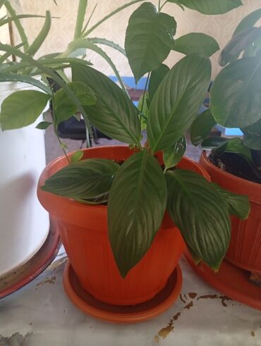 Другие комнатные растения: Представляем коллекцию комнатных растений, включающую несколько видов — 22