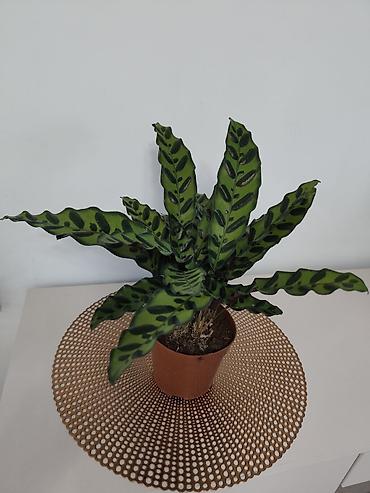 Папоротники: Калатея лонси калатея медальон — 8