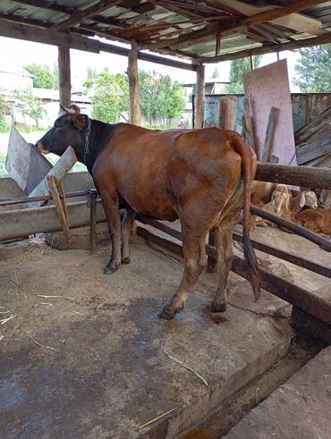 Коровы, быки: Продаю | Корова (самка) | Алатауская, Швицкая | Для молока