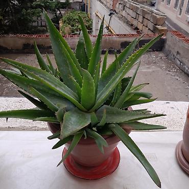 kiraye 1 otaq evler: Aloe vera (succulent) – saksıda - Bitki: Aloe vera (qalın, ətli — 3