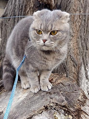 Pişiklər: Şotland, Dişi — 5