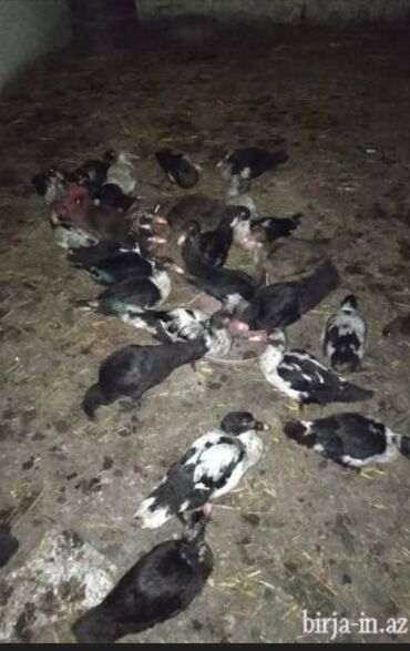 Ördəklər: 30 ədəd 2 aylıq Lal ördək balaları. 9 ədəd böyük Lal ördək. 2 ədəd — 7