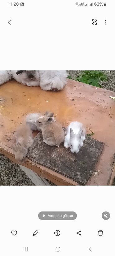 Dovşanlar: Angora tipli tüklü dovşanlar bala 8 manat - Növ: Uzun tüklü (Angora — 2