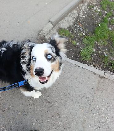 Другие услуги: 🐾 Лапки под присмотром — забота, как для своих.🐾 Я няня для ваших — 7