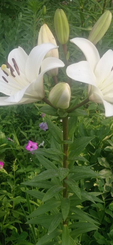 цветы бишкек оптом: Семена и саженцы Платная доставка