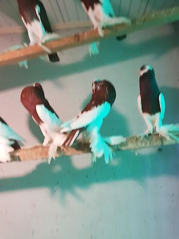 Pişiklər: Pişiklər -da lalafo.az — 11 Pişiklər: Pişiklər — 11