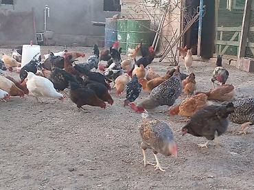 Куры: Yumurta və ətliklik üçün ev quşları – müxtəlif rəng və cinslər — 5