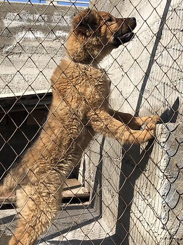 Продажа собак: Овчарка, 4 месяца, Самка — 12