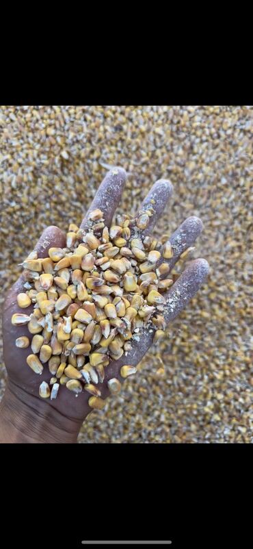 аталык кукуруза: 🌽 Кукуруза сорт “Пионер”🌽 📍 Самовывоз или доставка по договоренности
