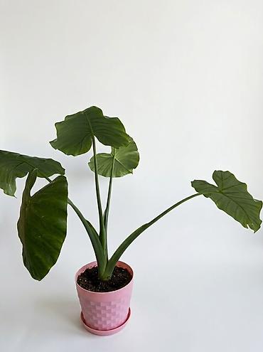 бөлмө гулдору: Алоказия (вероятно Alocasia macrorrhiza) в декоративном горшке - — 1