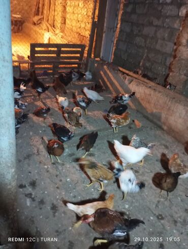 Toyuqlar: Yemləmə yerləri ilə təmin edilib. - Yumurtalıq və ətlik məqsəd uyğun — 5