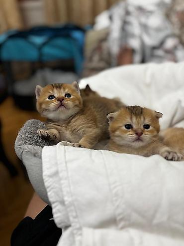 chinchilla satın al: Şinşilla, Erkək, Dişi — 1