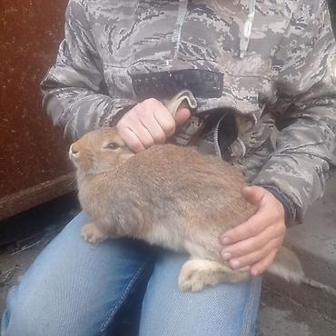 Кролики: Продаю | Крольчата — 3