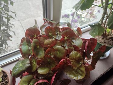 Хлорофитумы: Продаю комнатные цветы Сансевиерия-250сом (тещин язык ) Хлорофитум — 4