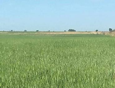 Продажа участков: 900 соток, Для сельского хозяйства, Красная книга — 5