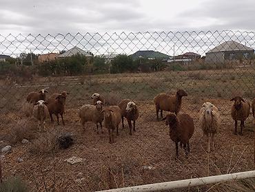 alabay sekilleri: Qoyun sürüsü satılır – yerli quyruqlu cinslər - Təxminən 12–14 baş — 9