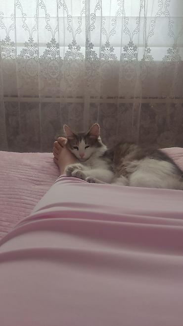 Отдам даром кошку: Кошка даром: Сибирская, 1 год, Девочка — 8