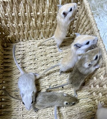 Хомяки: Продаются хомячки джунгарские, сирийские, ангорские пушистые хомячки — 21