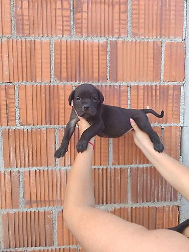 Psi: Cane Corso štenci šampionskog porekla! Tražite moćnog čuvara i odanog na lalafo.rs — 10 Psi: Cane Corso štenci šampionskog porekla! Tražite moćnog čuvara i odanog — 10