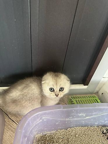 котята шотландской породы: Шотландские вислоухие котята (скоттиш-фолд) - Окрас: светлый — 1