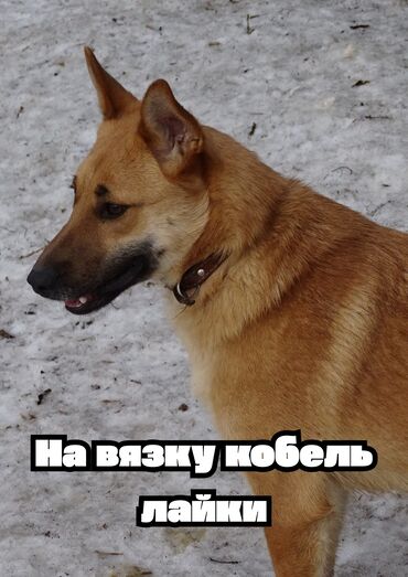 кыргыз довот ит: Вязка: Лайка, Самец, Более 5 лет, С прививкой