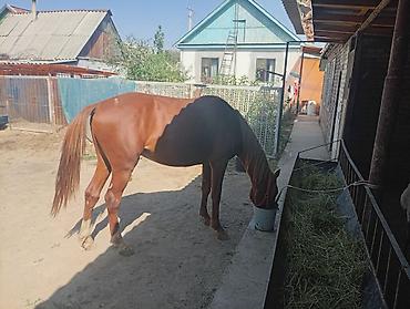 мини пони: Продаю | Конь (самец) | Английская — 2