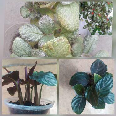 дом ковров бишкек: Продаю калатея, эписция