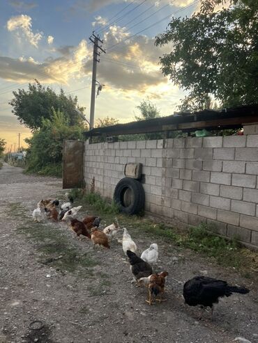 продаю цыплят брама: Сатам | Тооктор | Үй