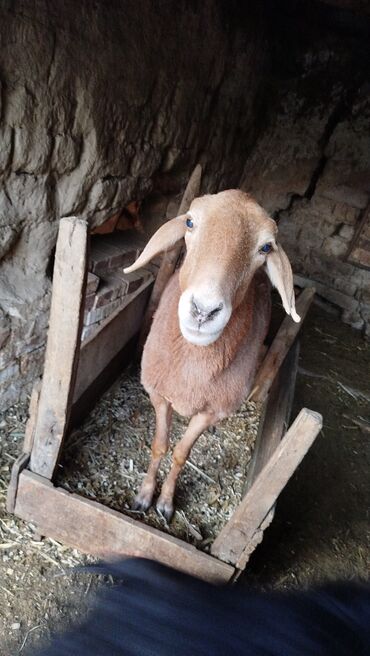 продажа кукурузы в початках: Продаю | Овца (самка) | Для разведения