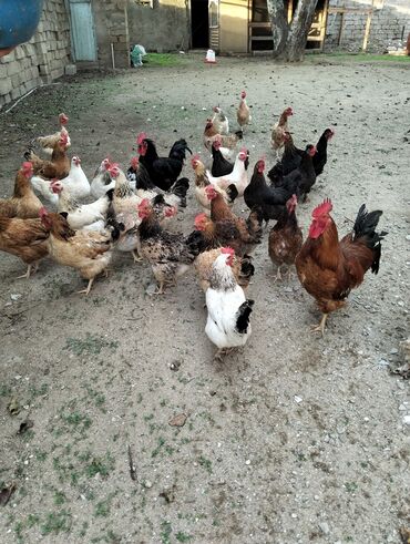 quru pişik yemi: Toyuq, Damazlıq