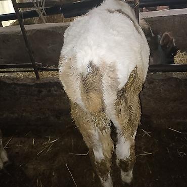 Коровы, быки: Продаю | Бык (самец) — 9