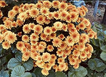 Хризантема: Продается хризантема мультифлора и корейская. Подростки. По 80 сом — 4