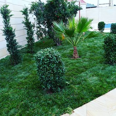 купить угли для мангала: Qazon satisi catddirilmasi ve serilmesi yuksək keyfiyyət serferli at lalafo.az купить угли для мангала: Qazon satisi catddirilmasi ve serilmesi yuksək keyfiyyət serferli